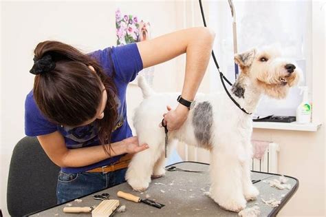 doggy daycare carmel|Professional Pet Groomer Services